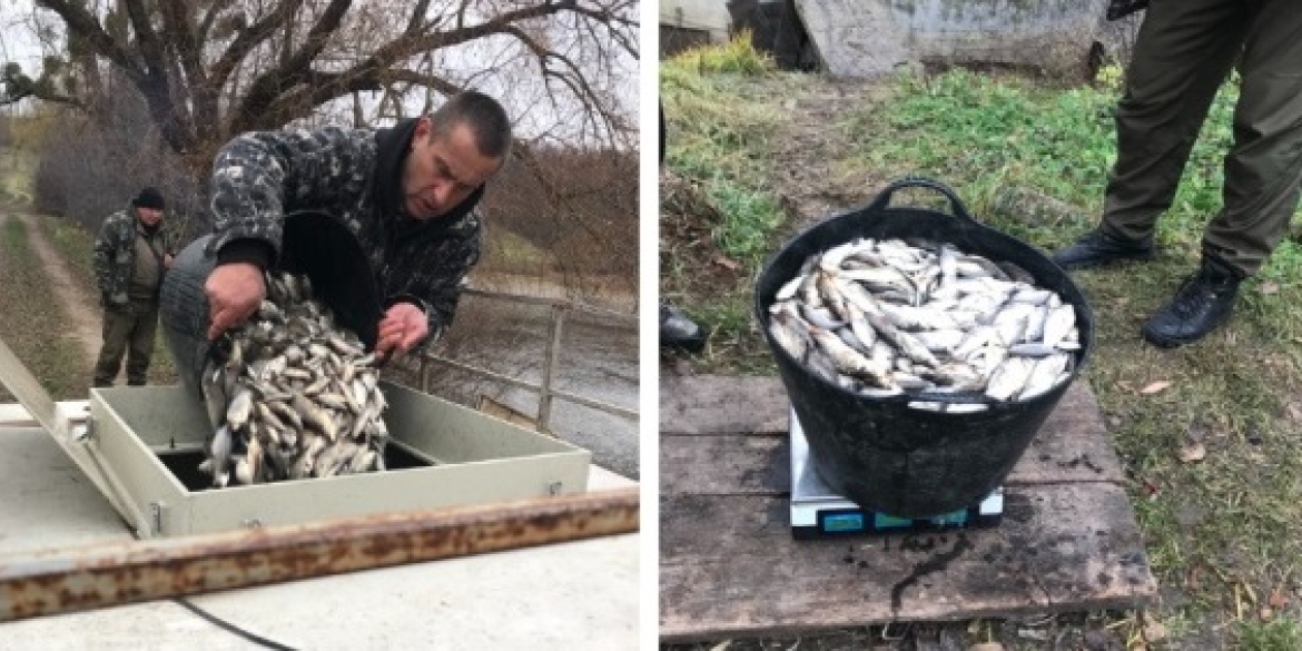 У Сутиське водосховище у Ворошилівці випустили ще понад тонну риби