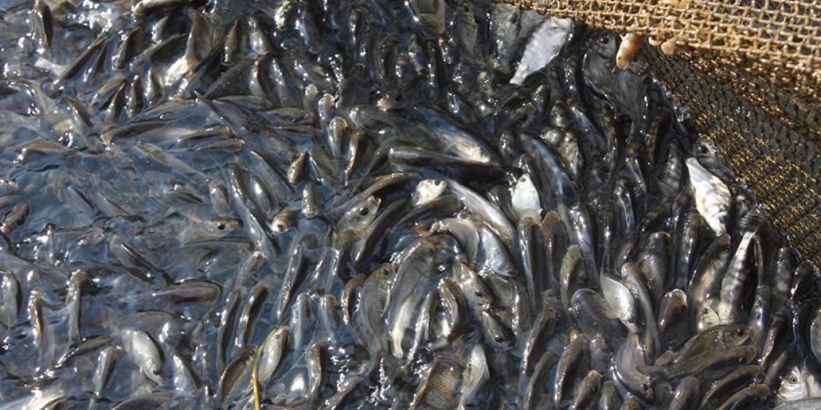 У Сутиське водосховище запустять близько тонни риби
