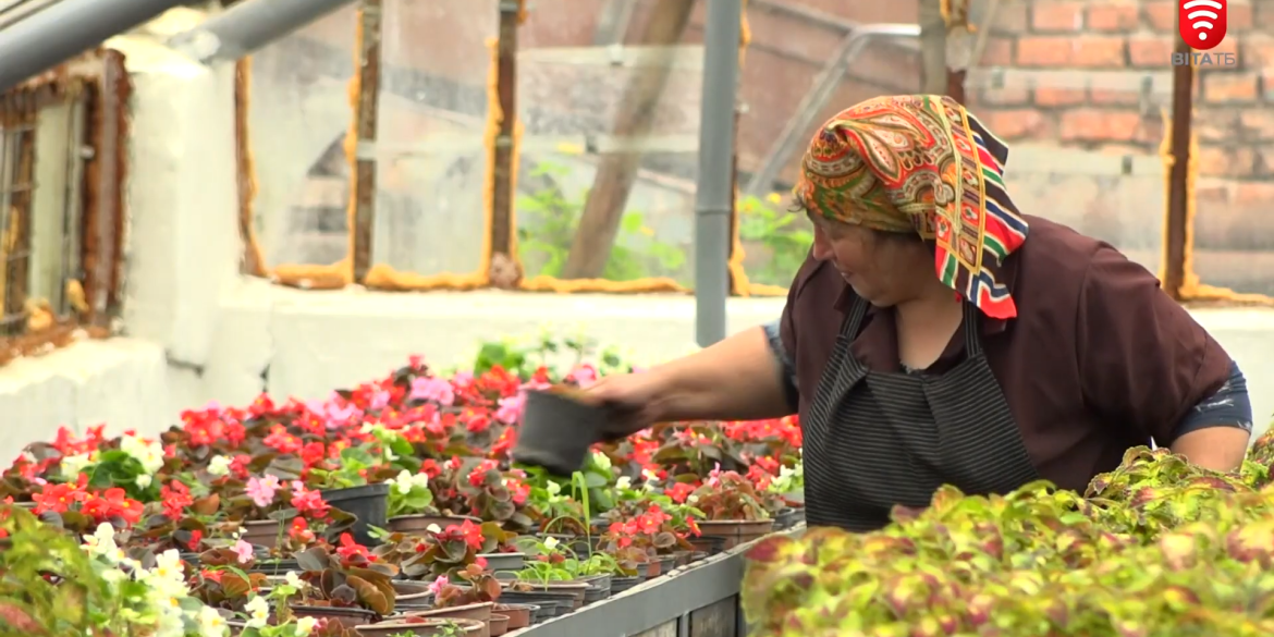 У теплицях «Вінницязеленбуду» вирощують 300 тисяч саджанців різних рослин