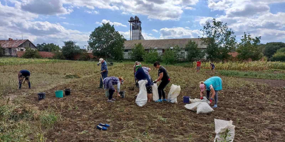 У Тростянецькій громаді виростили понад тонну картоплі - передадуть ЗСУ
