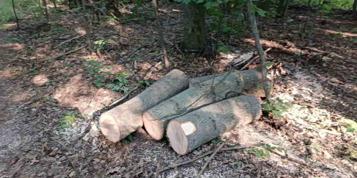 У Тростянецькій громаді чоловік незаконно вирубав дерев на понад 200 тис. грн