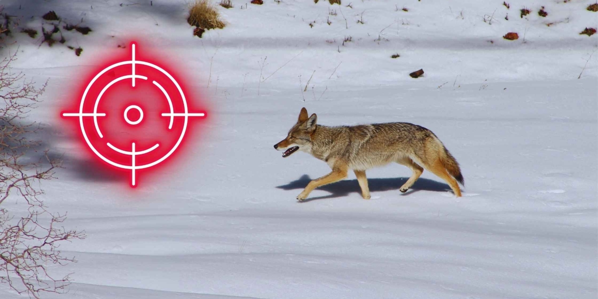 У Тульчинському районі продовжать відстріл лисиць, вовків і шакалів