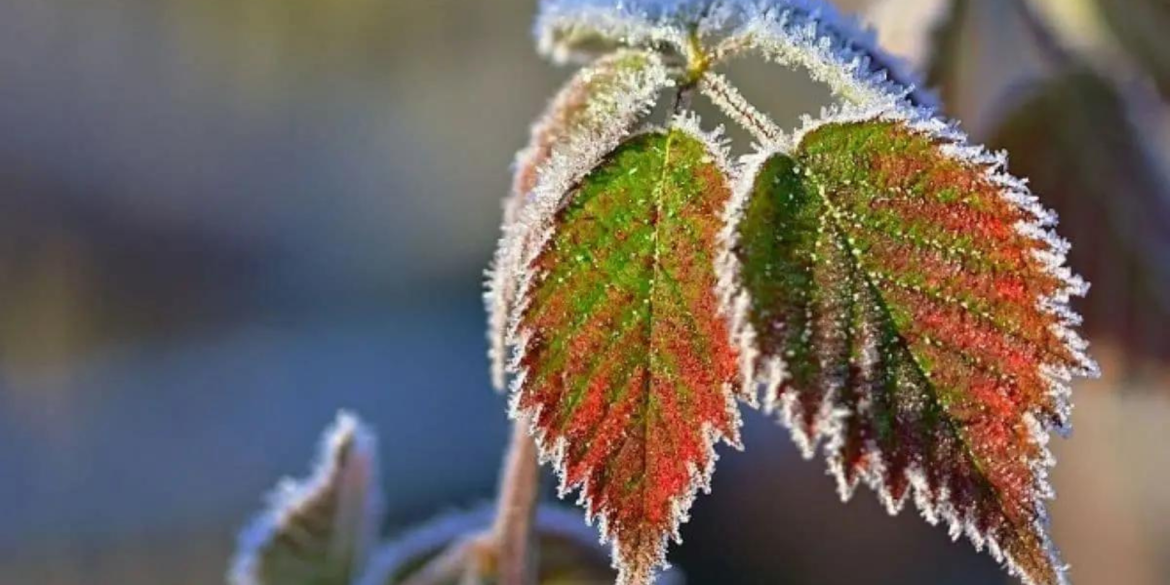 У Вінниці 29 січня обіцяють вдень 0-2 градусів морозу