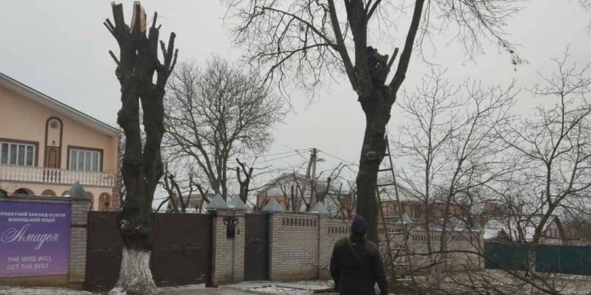 У Вінниці чоловік заплатить штраф за обрізку дерев у приватному секторі