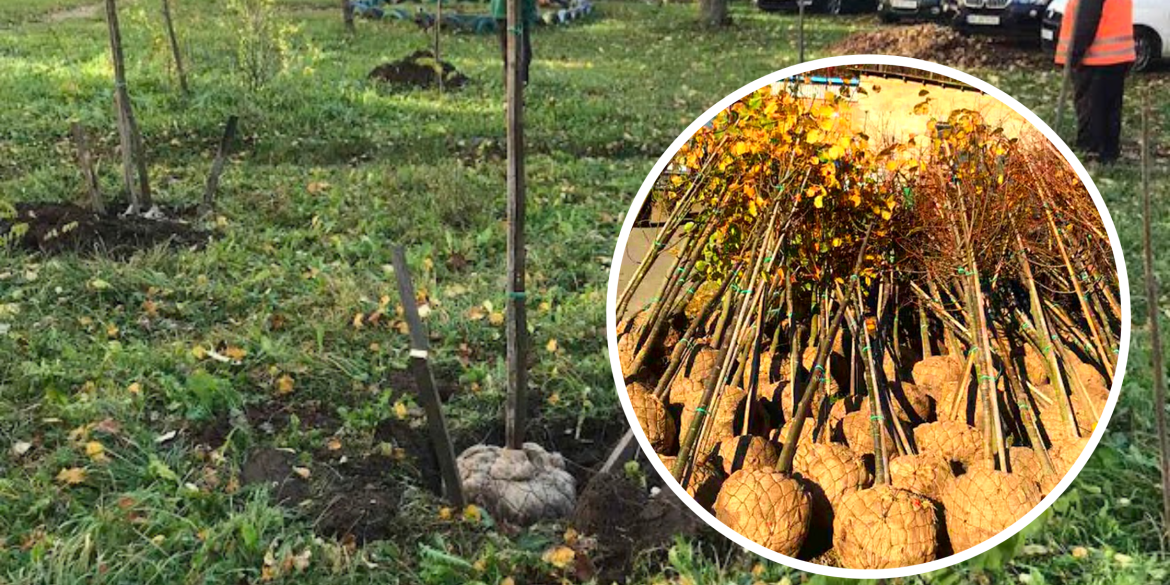 У Вінниці на прибудинкових територіях висадять 1000 дерев