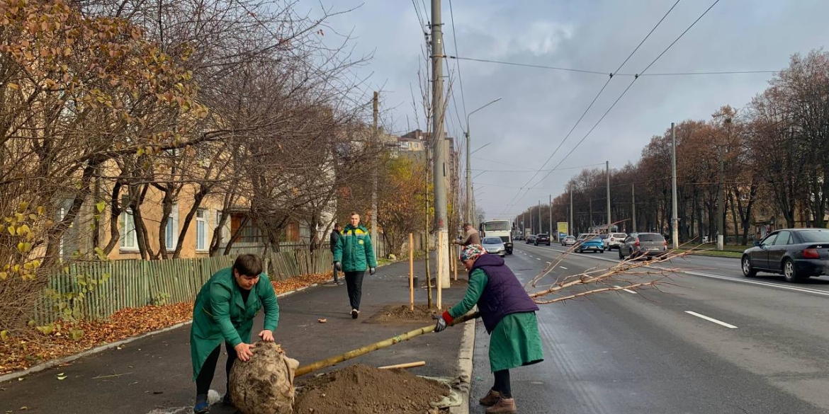 У Вінниці висаджують клени по вулиці Пирогова