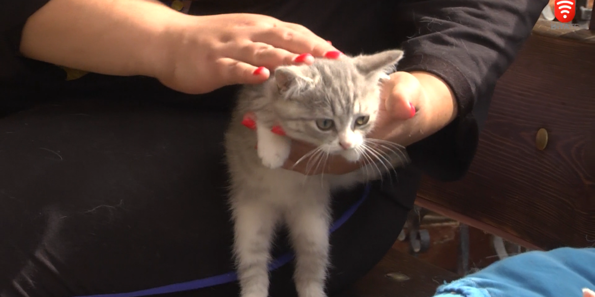 У Вінниці волонтерка прихистила майже 80 котів, ще 20 - віддала на перетримку