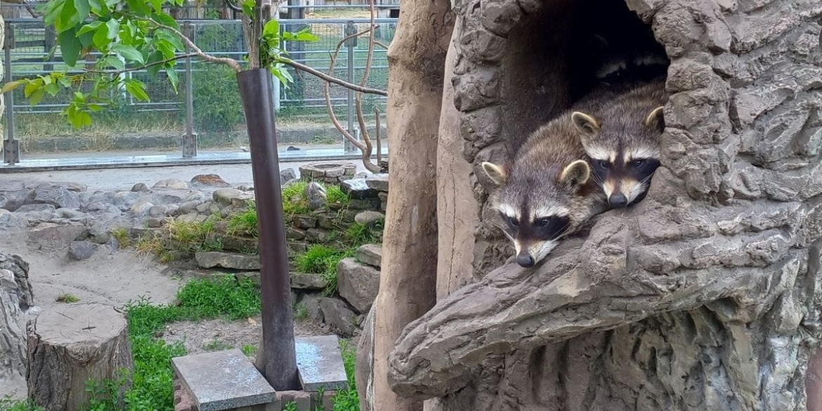 У вінницькому зоопарку розповіли, як рятують тваринок від аномальної спеки