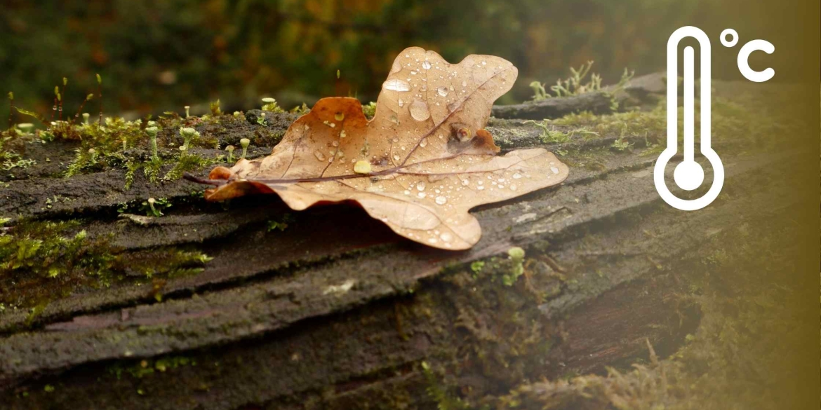 У Вінниці 5 листопада дощитиме і вдень, і вночі