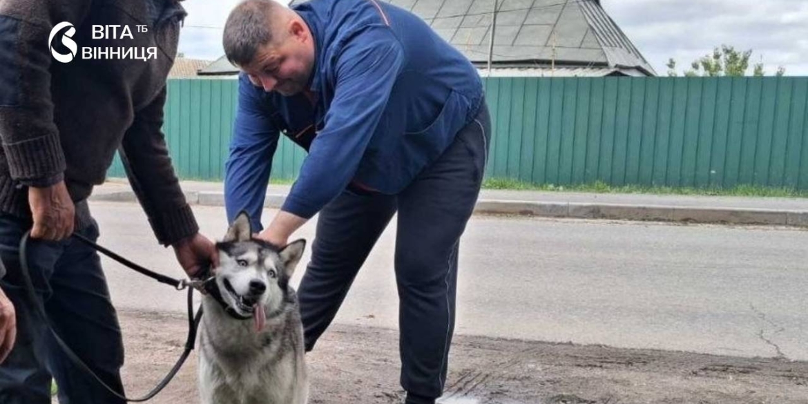 У Вінниці безкоштовно щепили понад 2240 котів та собак від сказу