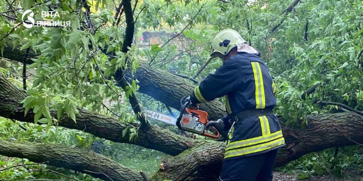 У Вінниці дерево впало на припарковане авто через сильний вітер
