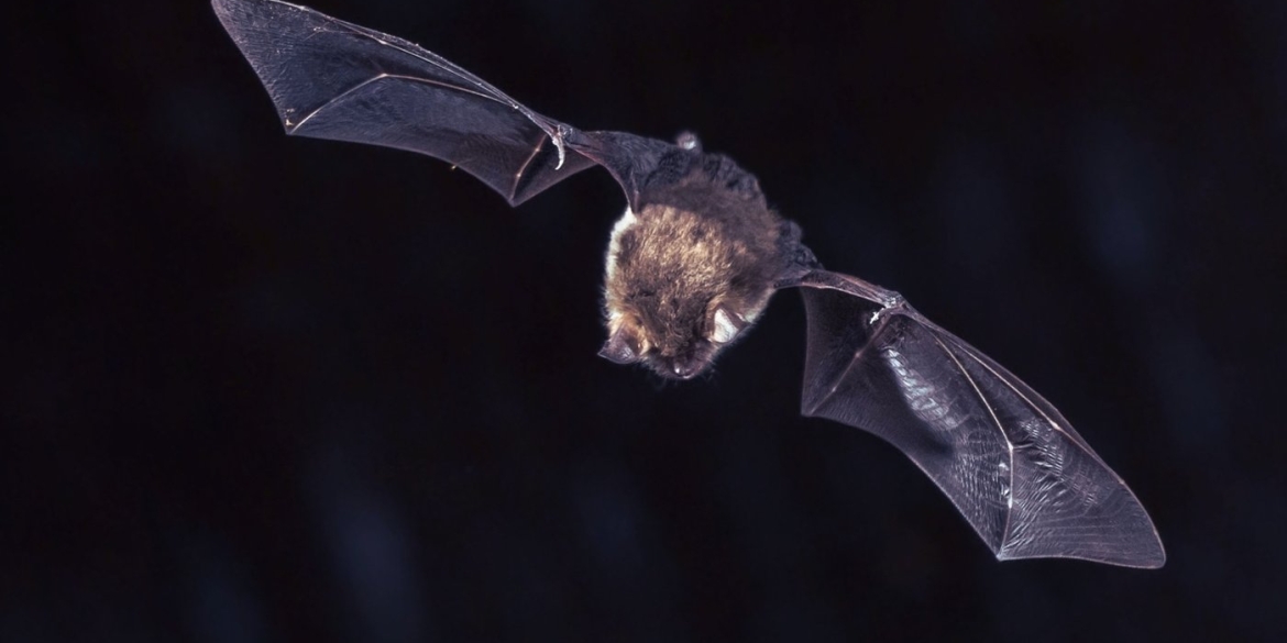 У Вінниці на волю випустять понад сотню кажанів після реабілітації