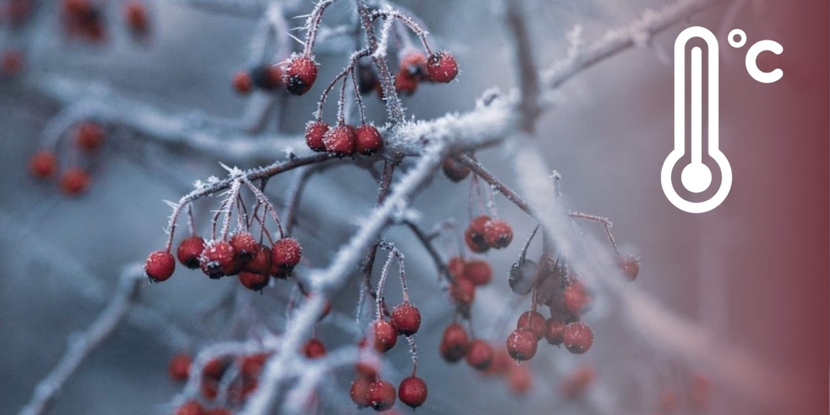 У Вінниці після 23 грудня вже вдарять сильні морози