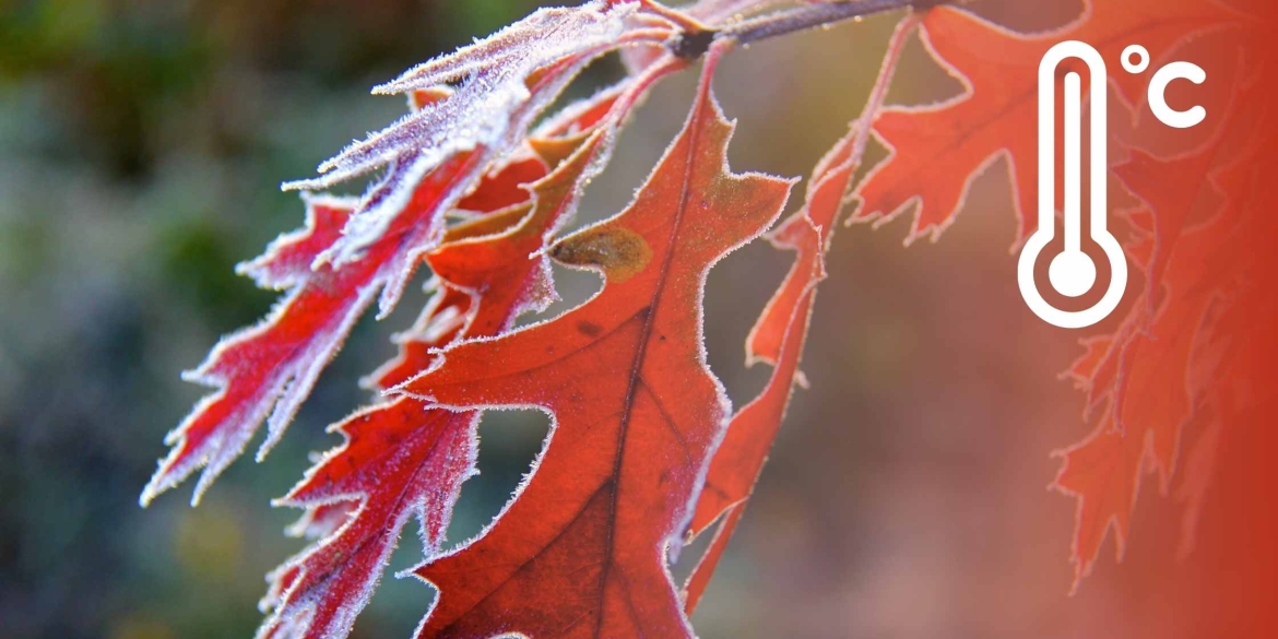 У Вінниці та області 20 листопада вночі буде відчутно морозно
