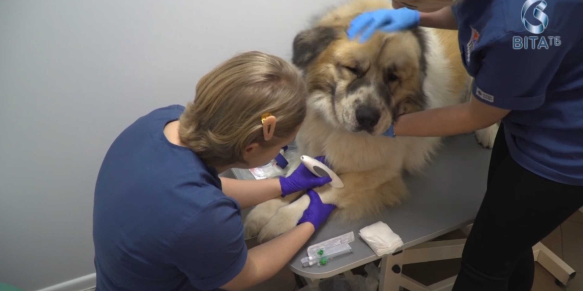 у Вінниці відкрили банк крові та реабілітаційний центр для котів та собак