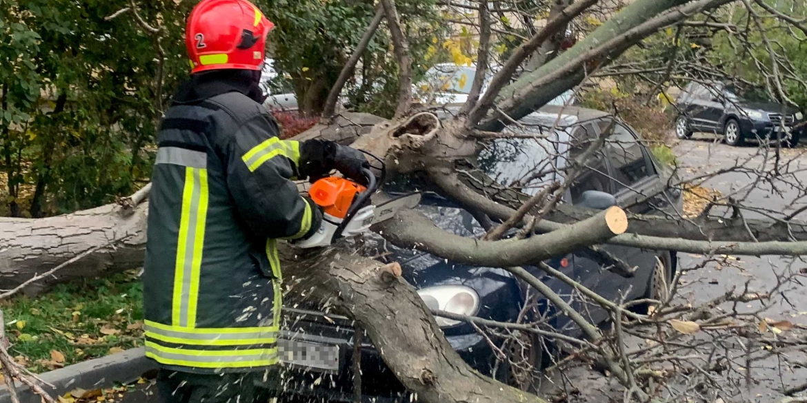У Вінниці внаслідок негоди дерево впало на припаркований легковик