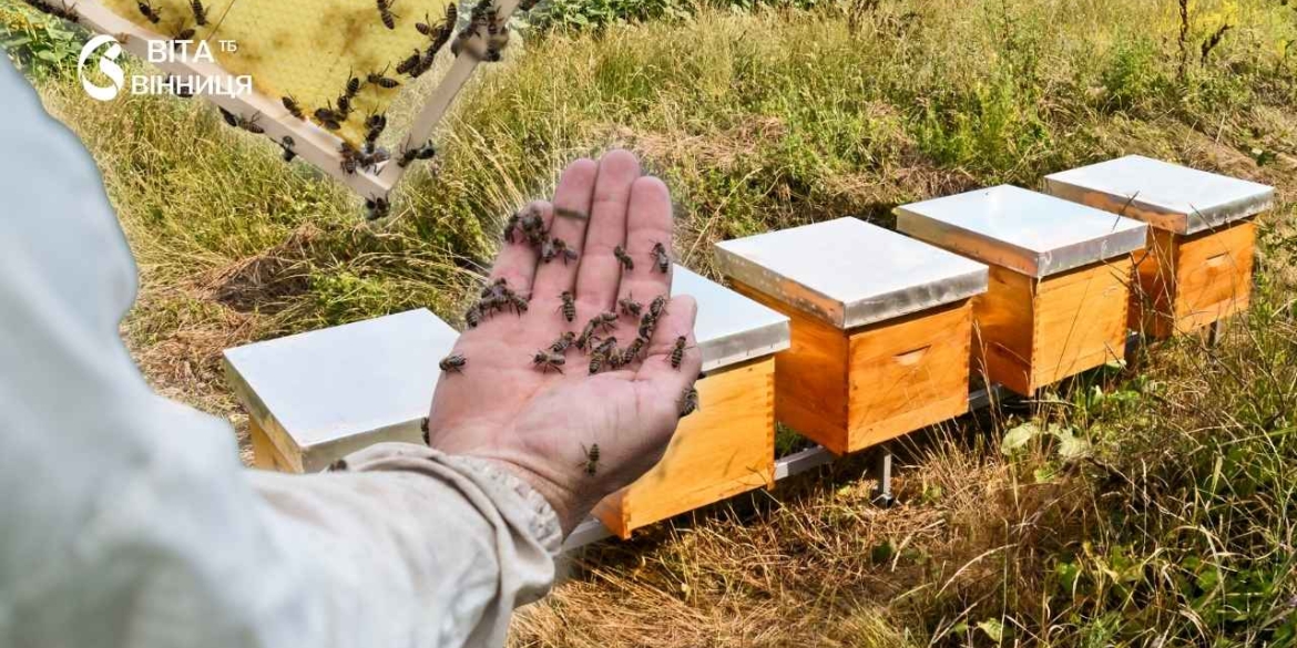 У Вінниці вже 34 пасічники отримали фінансову підтримку від міськради заявки продовжують надходити