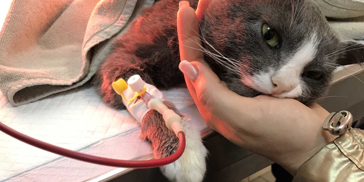 У Вінниці запустять сервіс переливання крові для тварин