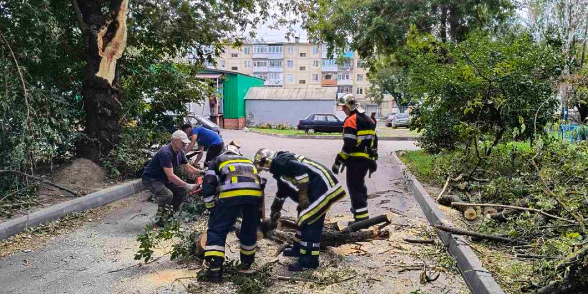 У Вінниці зламана гілка придавила шестирічну дівчинку