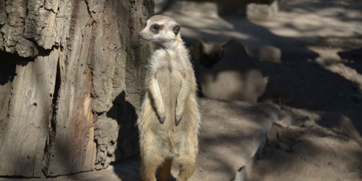 У Вінниці зоопарк запроваджує нові ціни на квитки для відвідувачів