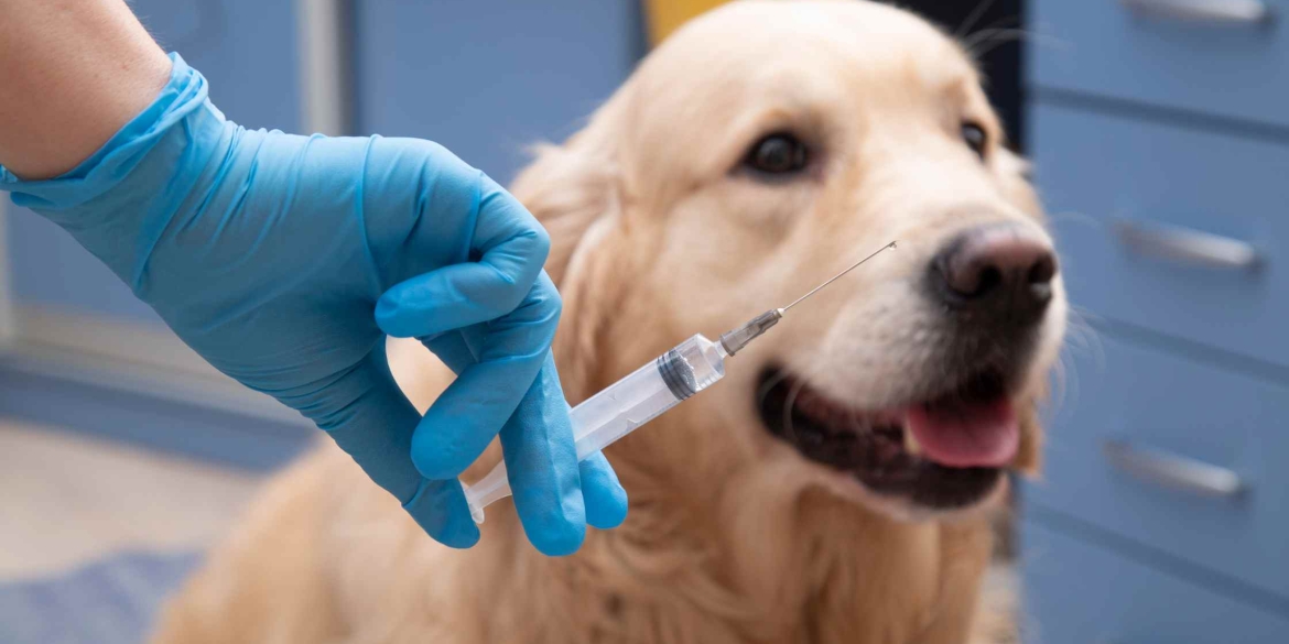 У Вінницькій громаді продовжують кампанію з вакцинації домашніх тварин від сказу
