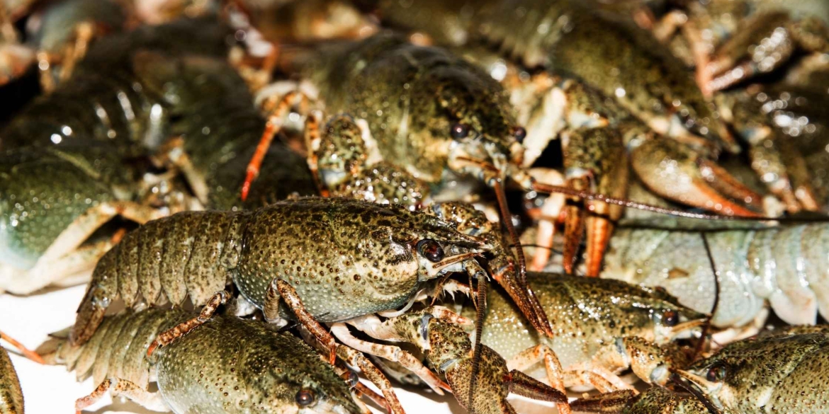 У Вінницькій області стартує заборона на вилов раків