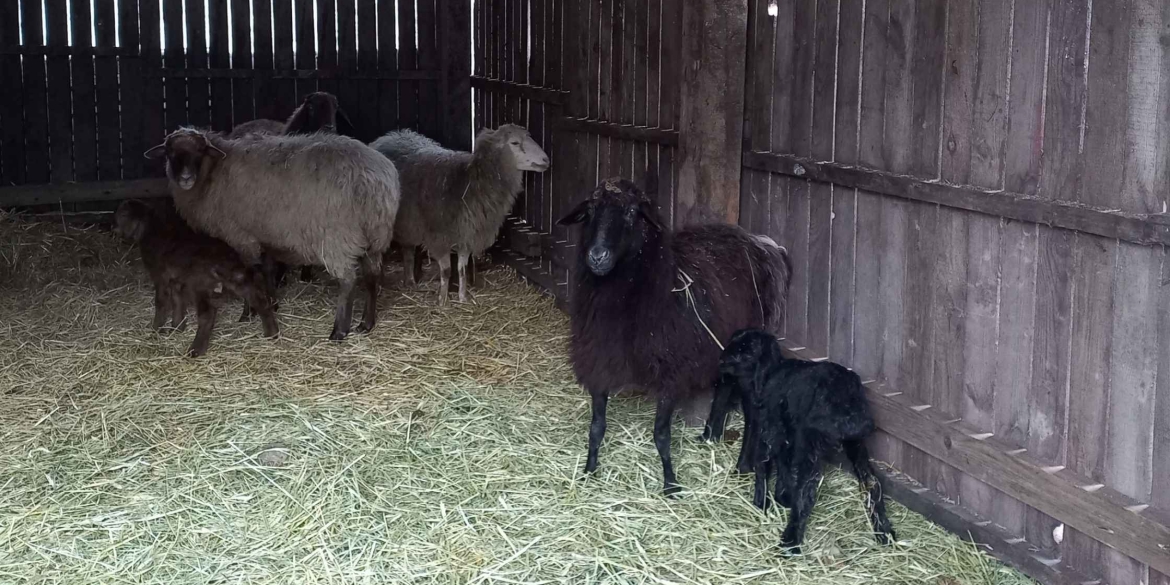 У вінницькому зоопарку на світ з'явились маленькі ягнята