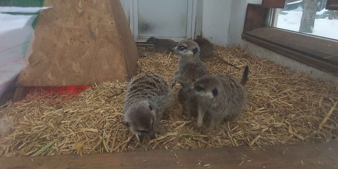У вінницькому зоопарку поповнення народився маленький сурикат