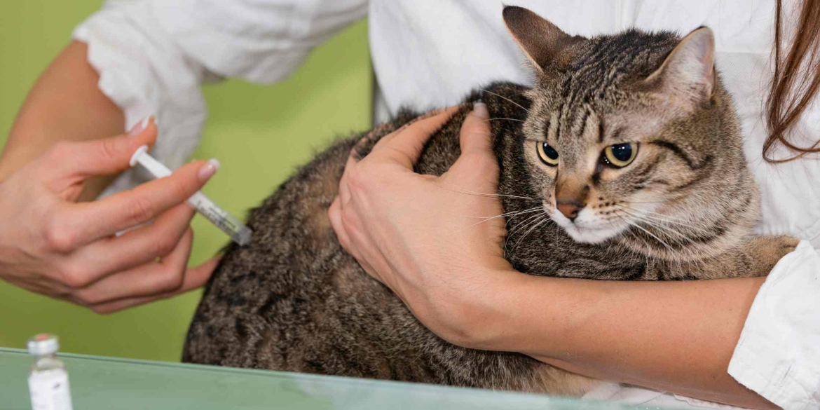 У Вінницьких Хуторах безкоштовно вакцинуватимуть собак і котів