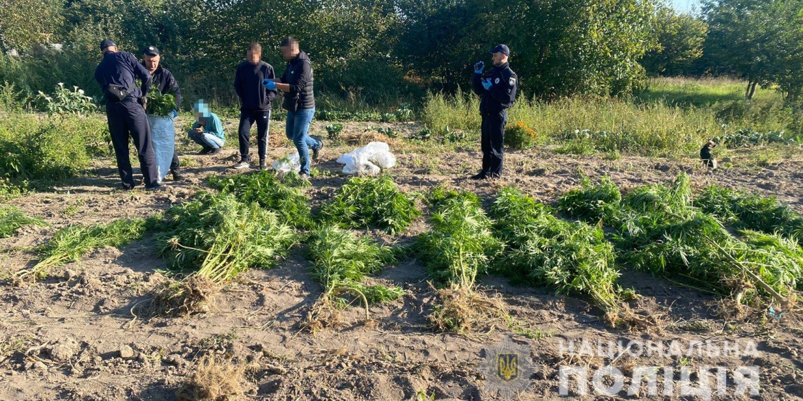 У жителя Вінницького району вилучили майже дві сотні кущів конопель
