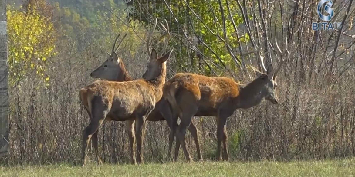 Унікальна екоферма на Вінниччині бізони та олені у серці Поділля