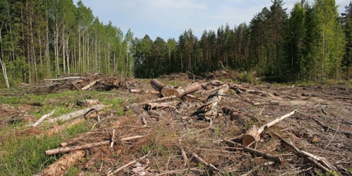 Більше півмільйона гривень збитків нарахували за незаконну вирубку у барських лісах