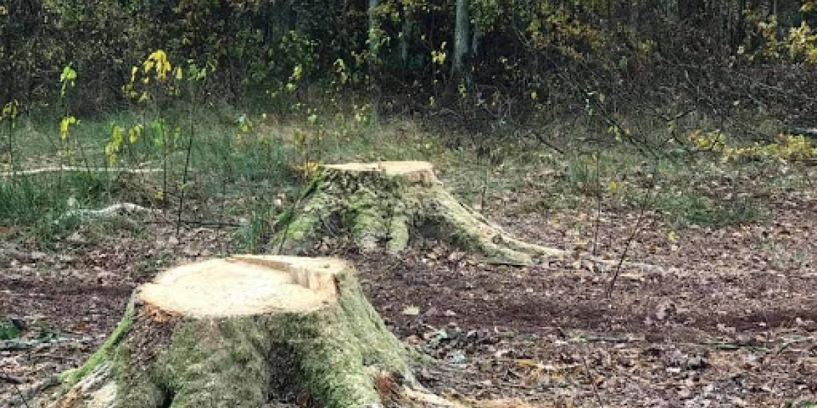 Жителі Оратівської громади незаконно знищили 80 дерев