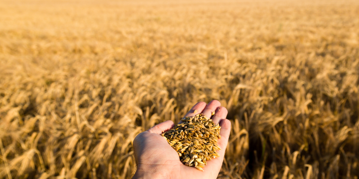 Урожай-2023 на Вінниччині активно збирають ранні зернові