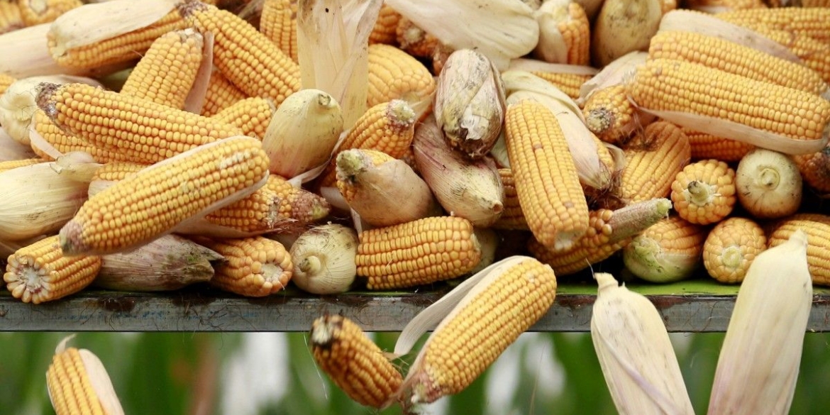 Вінниччина увійшла в ТОП-3 за найбільшим врожаєм кукурудзи