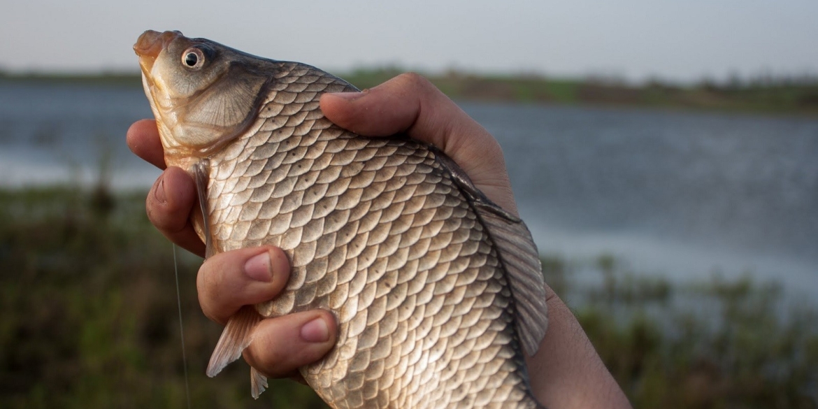 В Ладижинське водосховище у Степашках випустять майже 13 тонн риби