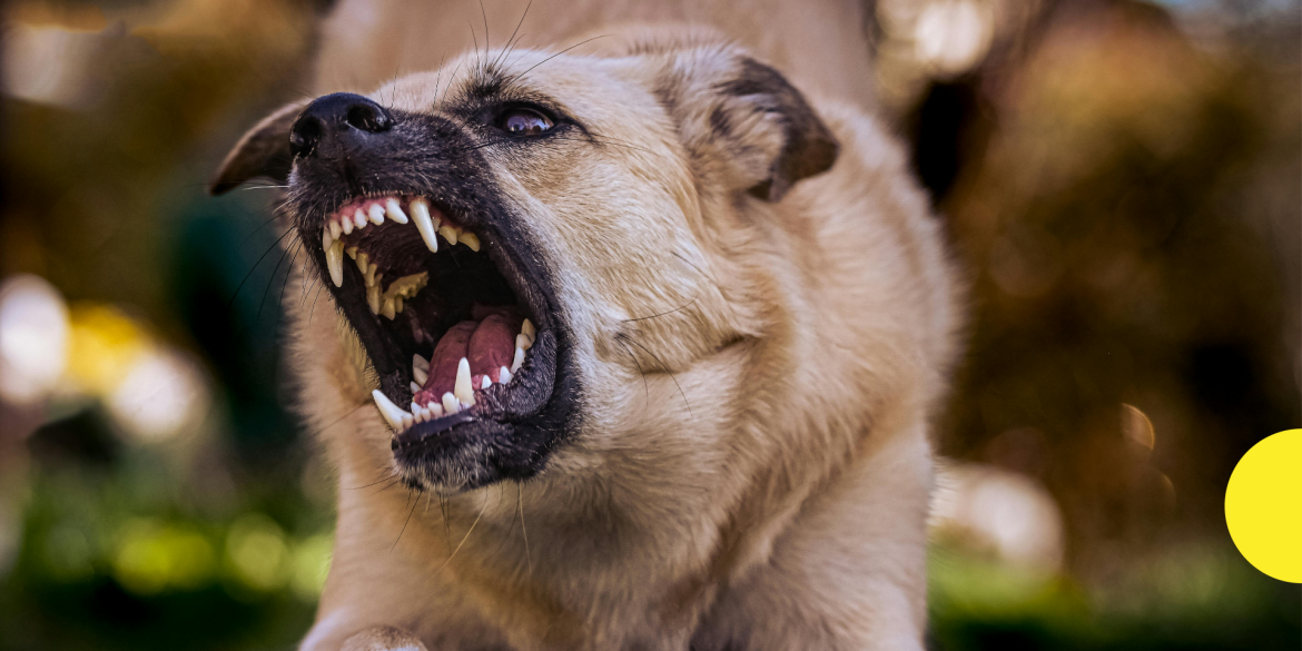 В мікрорайоні Бучми у Вінниці скажений собака покусав 15 людей
