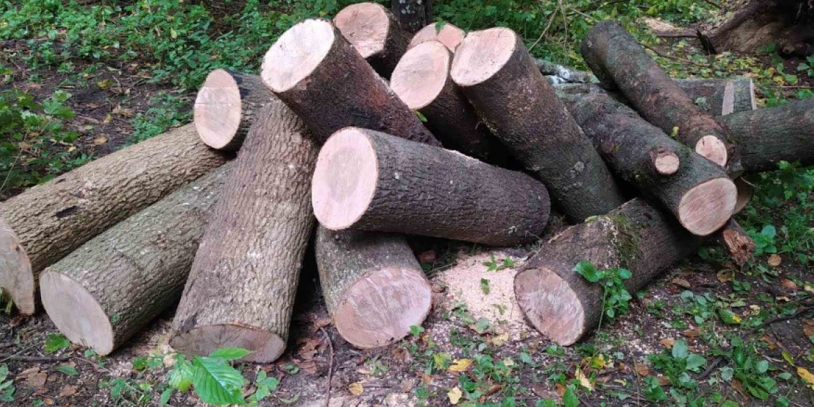 В Оратівській громаді спіймали чоловіка, який незаконно вирубував дерева