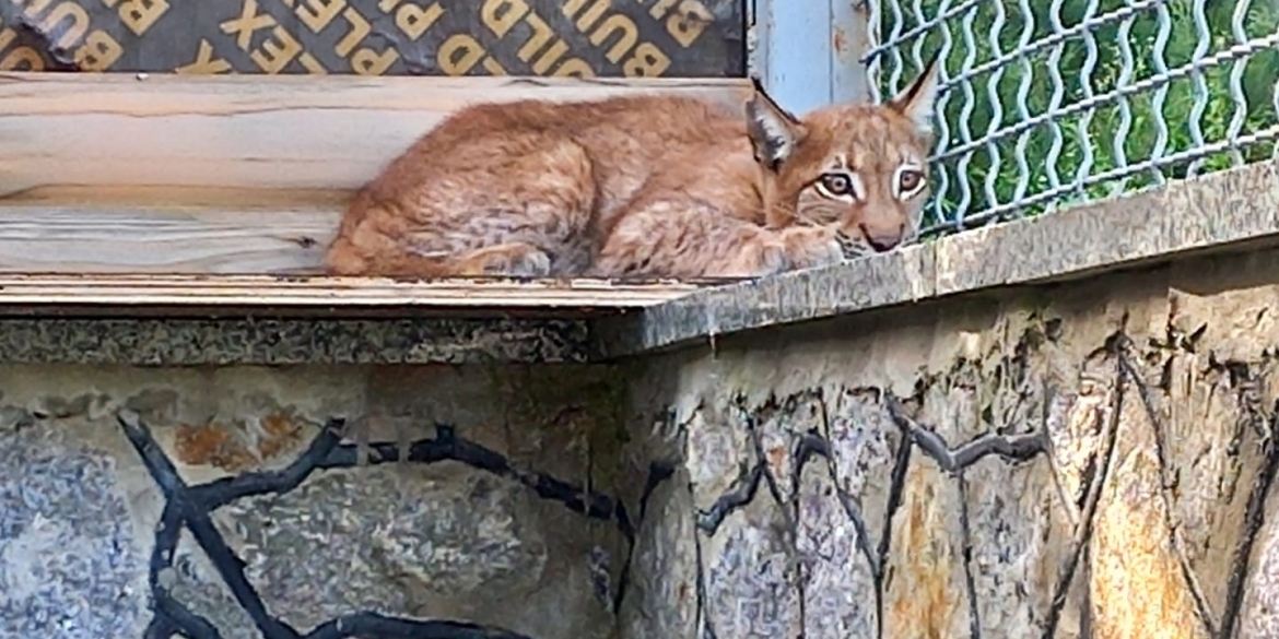 В Подільському зоопарку у Вінниці тепер живе рись-переселенка