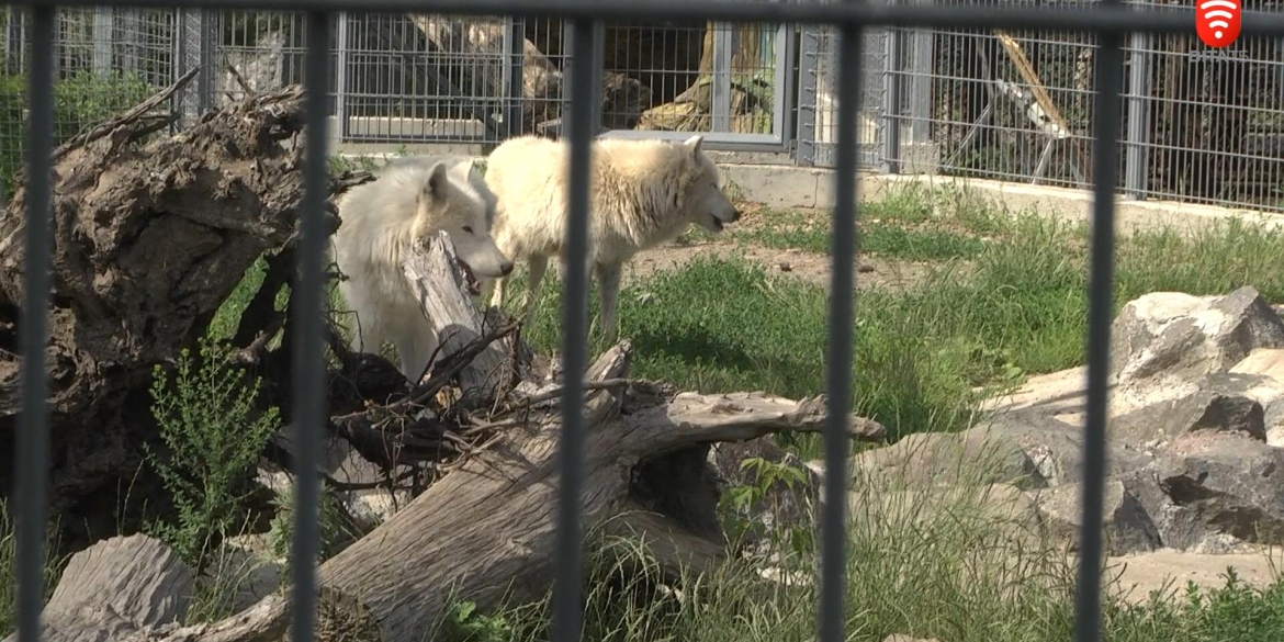 В родині білих полярних вовків у Подільському зоопарку підростає юне покоління