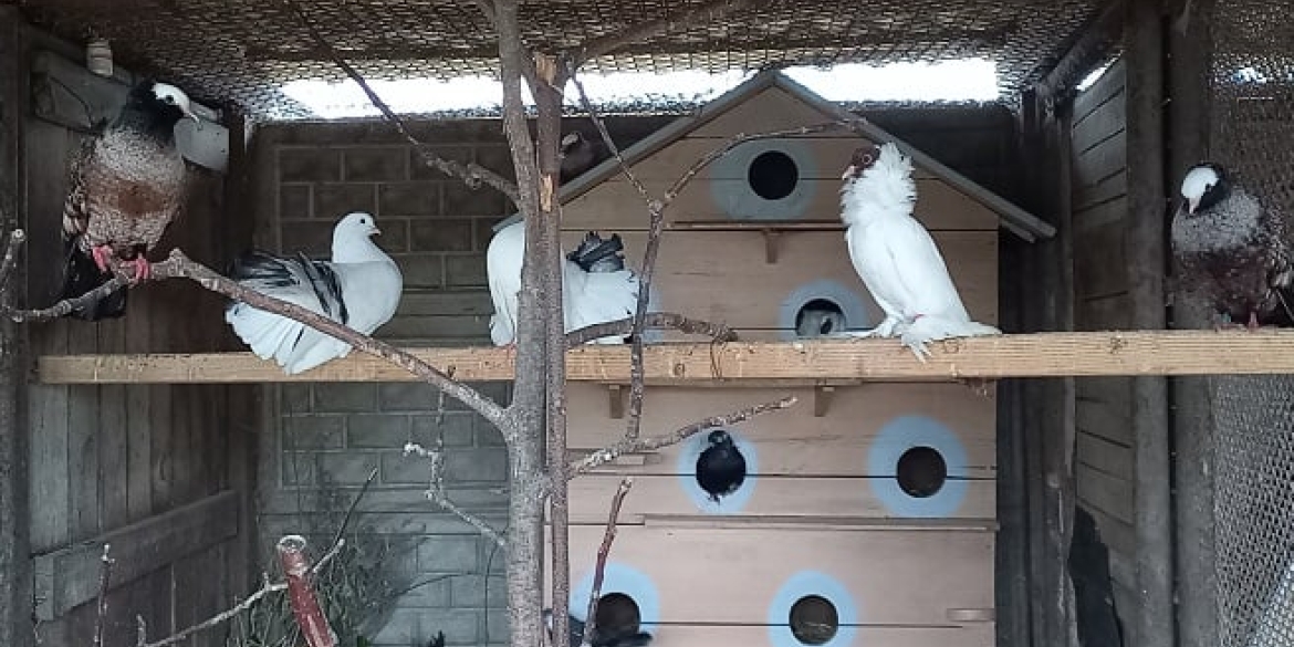 В штанах, шалях та з вусами в Подільському зоопарку у Вінниці оселилися голуби