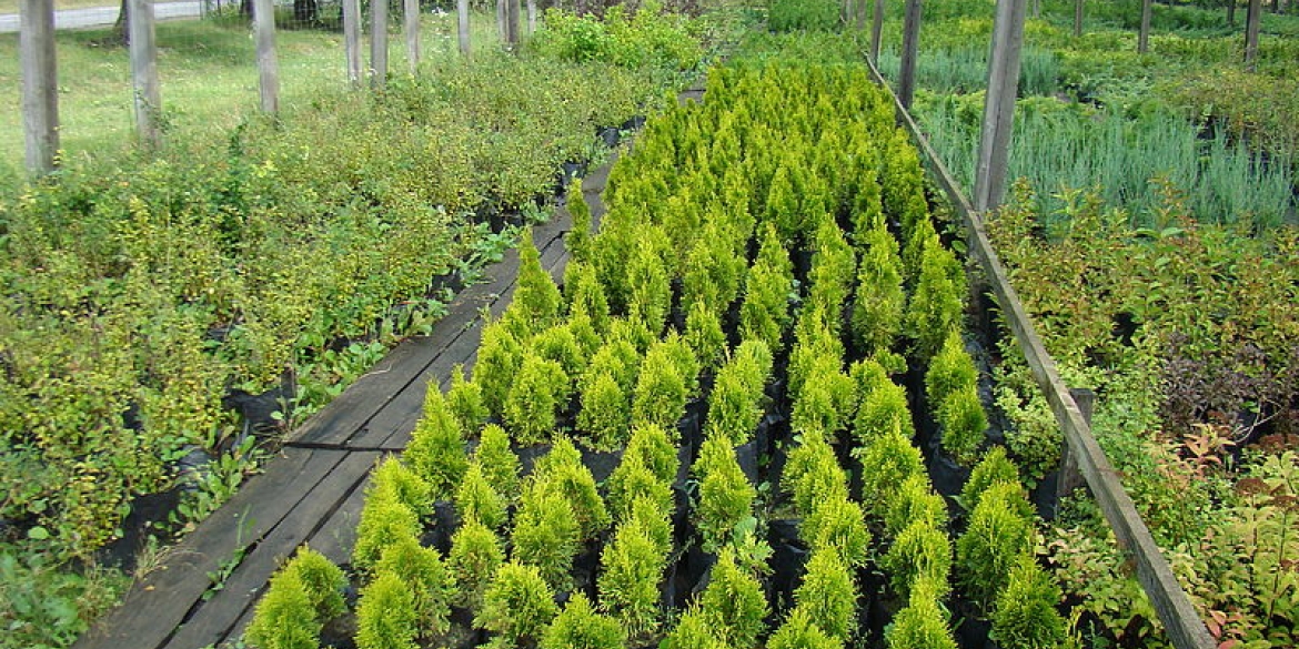 В Тульчині посадили майже 860 тисяч саджанців лісових дерев