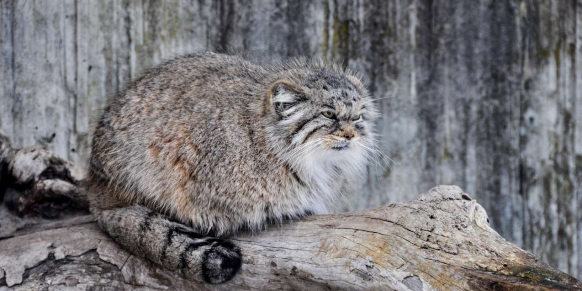 В Тульчинських лісах проживає зникаючий вид лісового кота