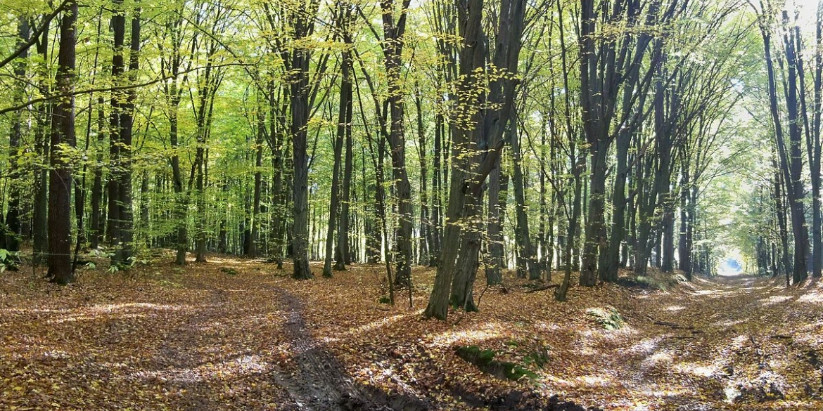 Прокуратура наполягає на поверненні 139 га лісу в Вінницькому районі 