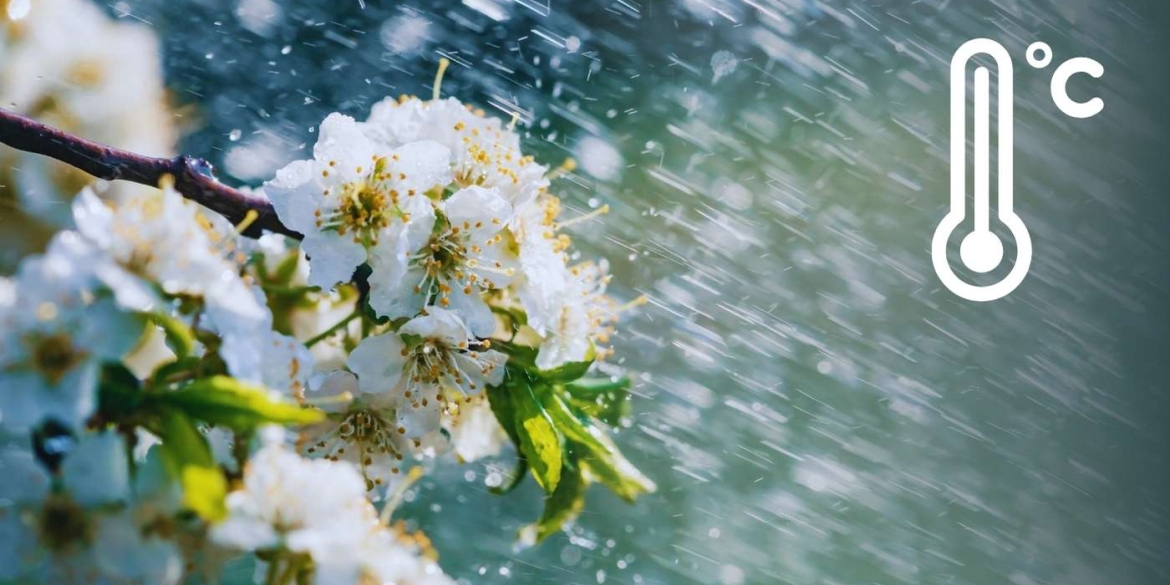 Весна з характером вже відомо, коли у Вінниці припиняться дощі та чи чекати потепління