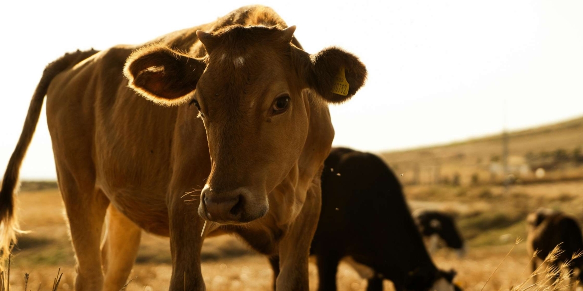 Ветеринарні служби зафіксували сказ у телиці в Хмільницькому районі