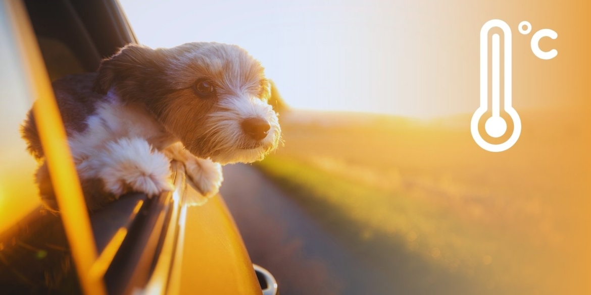 Від -5° до дощів яку погоду готує початок травня для вінничан