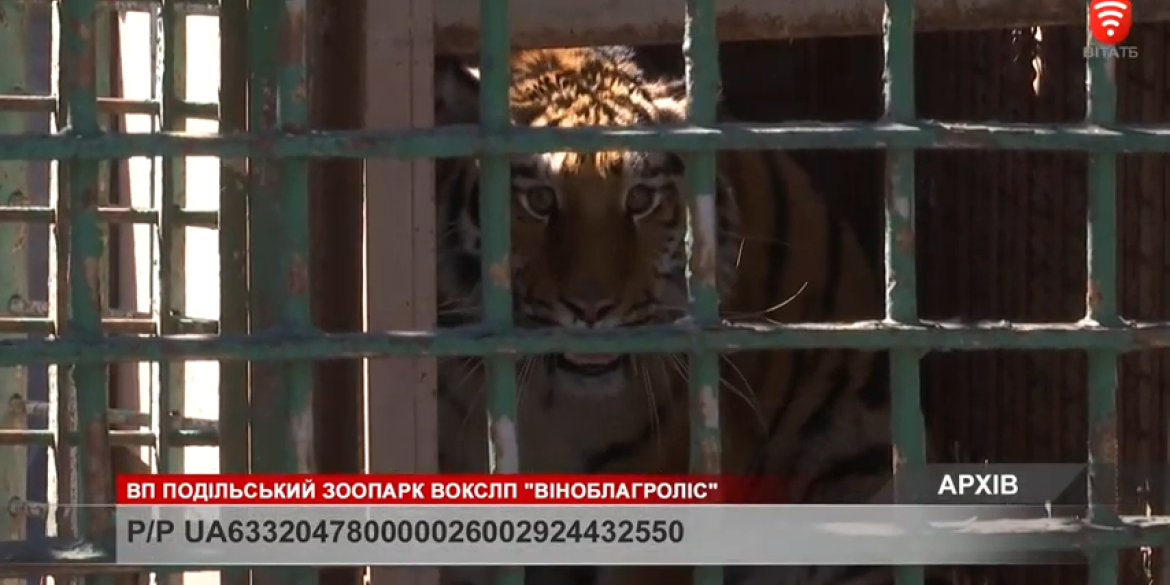 Вінничан закликають підтримати будівництво вольєрів для ягуара Джекі та тигриці Лізи