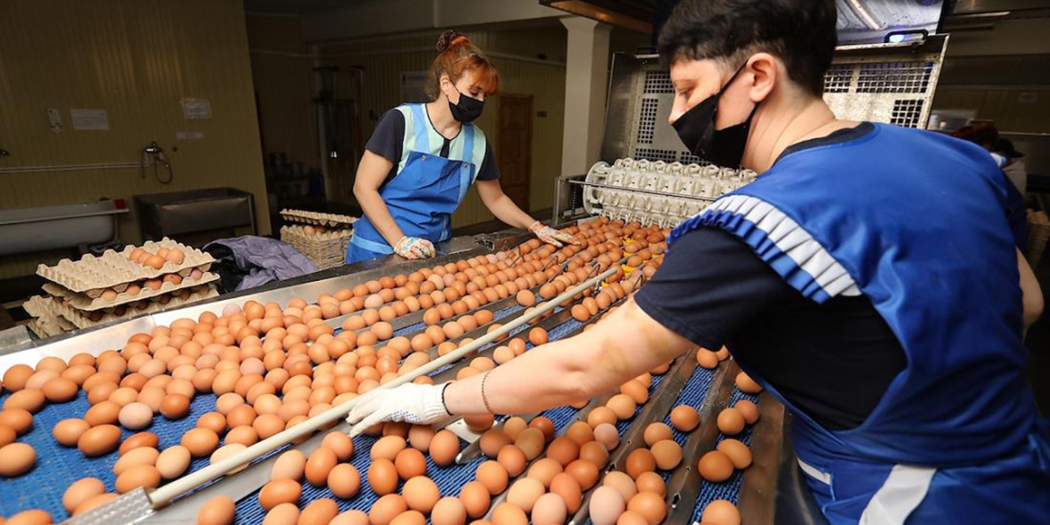 Вінницька область тримається у ТОП-3 виробників яєць в Україні