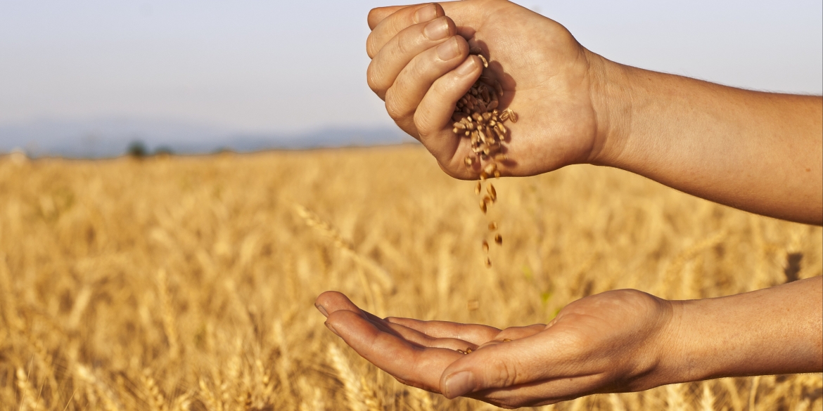 Вінницькі аграрії намолотили найбільше зерна серед регіонів України – 5,9 мільйонів тонн